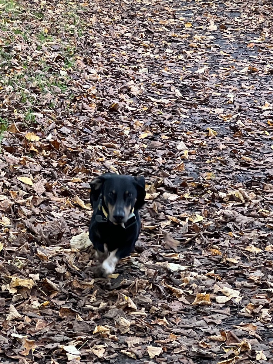 Striding into autumn 🍂