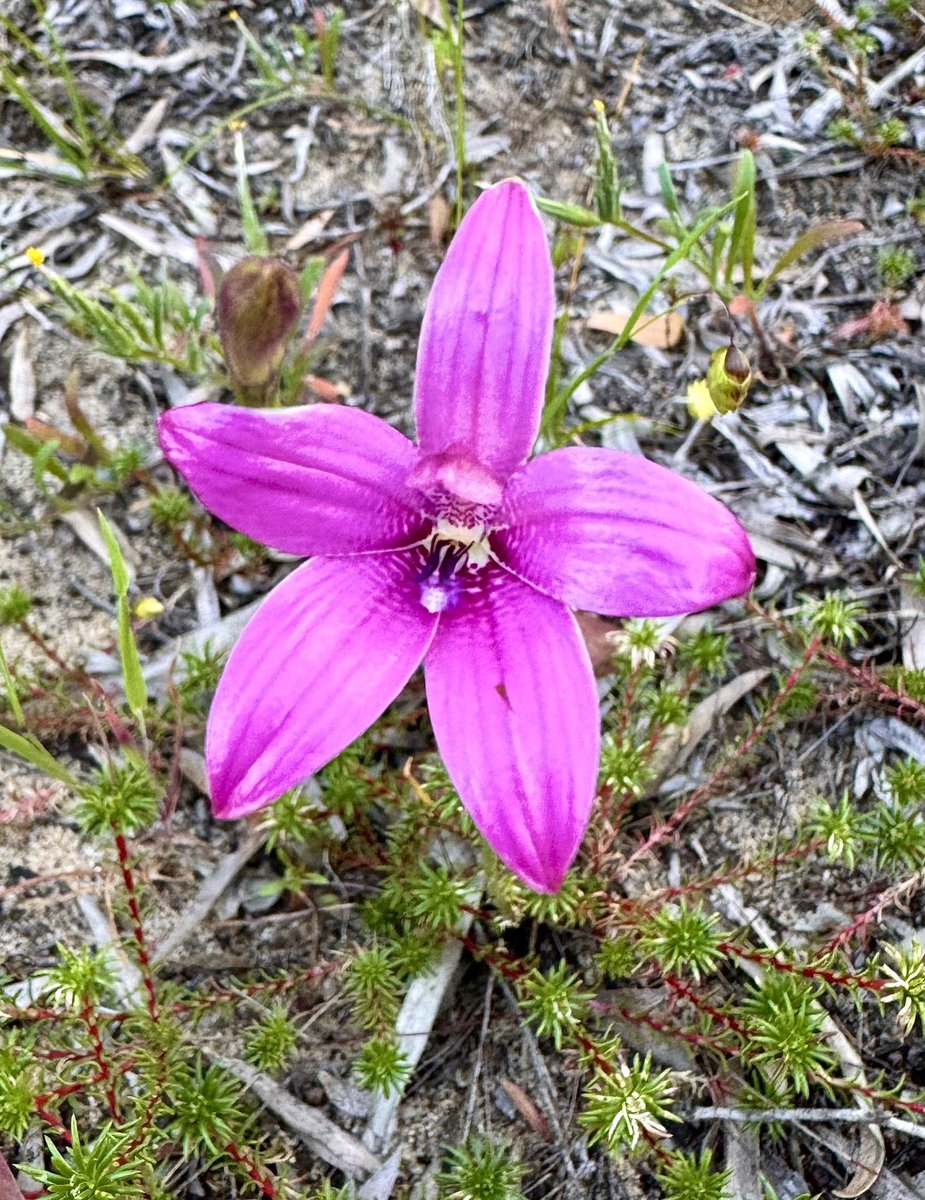 On Wednesdays we wear pink - Elythranthera emarginata, Pink enamel orchid, is so glossy it looks almost …plastic 😆