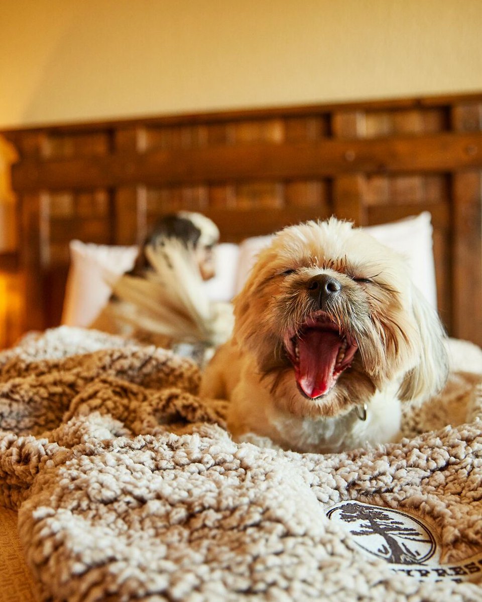 Biiiig yawn! 🐾 Falling back never felt so good! Sink into luxury and enjoy the extra hour of rest tonight. 

#DaylightSavings #UniqueGetaway #PetFriendlyHotel #Memphis #TennesseeTravel