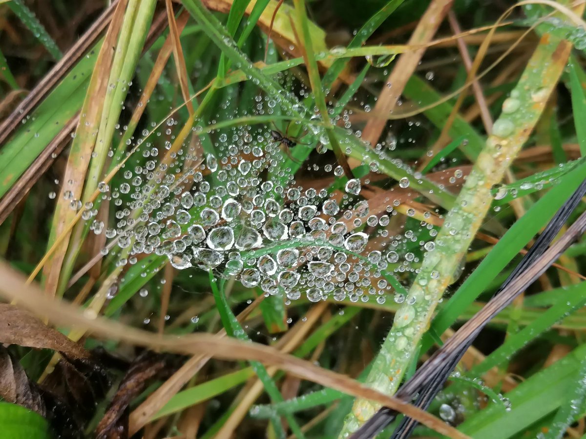 Sheetwebs stand out after the rain.