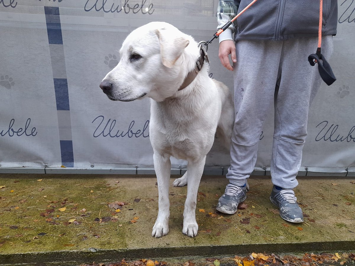 Šis lielais skaistums atrasts Rīgā, Kojusalas 25 brīvsolī un diemžēl bez mikročipa. Tāpēc nogādāts drošībā @ulubele
🙏🐾dalīties, lai kāds atpazīst un saimnieks uzzin.
Gaidam zvanu T25473333