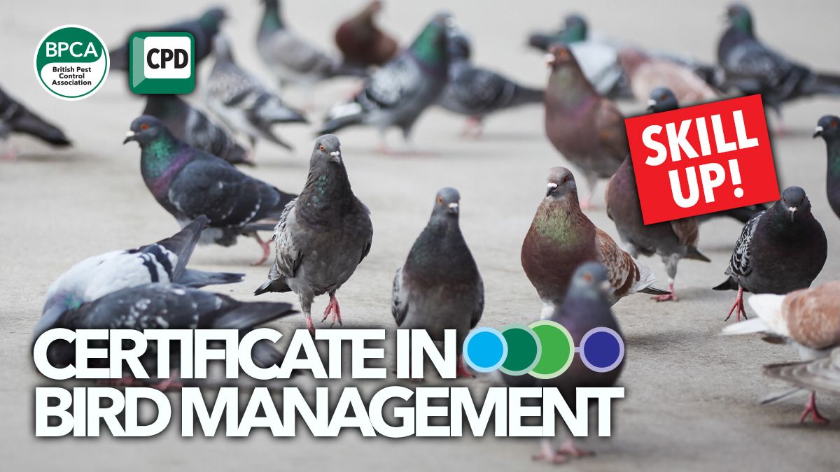 Time to SKILL UP ⏫ Our Certificate in Bird Management course will help you consider bird legislation, how to identify different bird populations and how to proof and control. 

INFO and BOOK: buff.ly/3GESbL6 

#PestControl #Training #CPD #Learning #Qualifications
