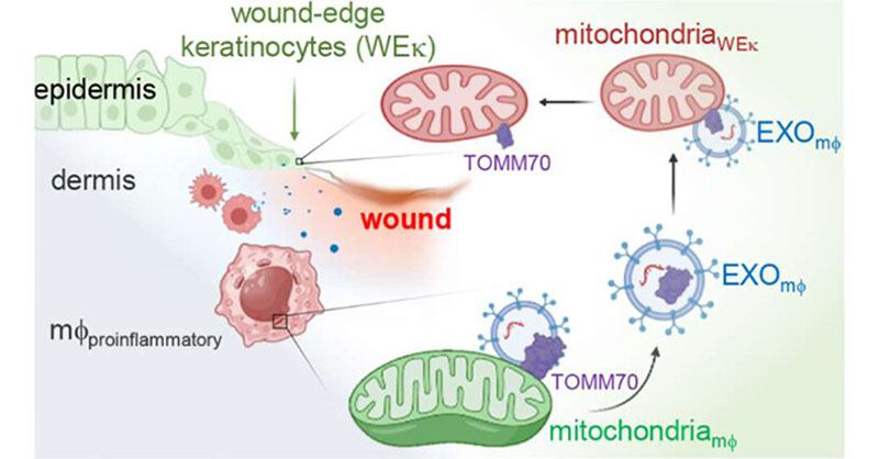 acsnano's tweet photo. Researchers from @McGowanRM @PittSurgery @PittTweet @IUBChemistry @IndianaUniv suggest that bidirectional #Exosomal crosstalk between blood-borne macrophages and wound-edge #Keratinocytes is of utmost importance for functional #WoundHealing.
#OpenAccess: https://t.co/7qsfnFVquV https://t.co/6I1hgdLuSp