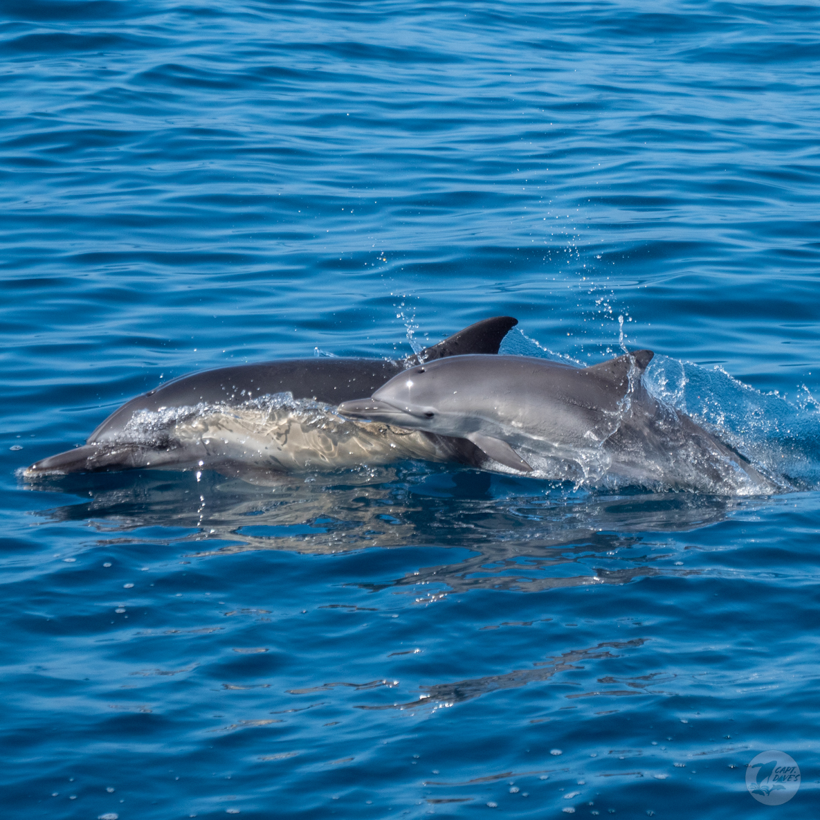 DolphinSafari's tweet photo. Although it’s hard to say goodbye, we often help people celebrate their loved ones on ash-scattering trips, and sometimes wildlife even joins us. We’d like to think they make a beautifully spiritual escort through the veil beyond.
#dolphinsafari #captdaves https://t.co/IZsUY4t8xJ