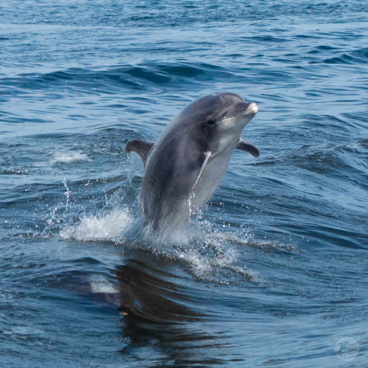 DolphinSafari's tweet photo. Although it’s hard to say goodbye, we often help people celebrate their loved ones on ash-scattering trips, and sometimes wildlife even joins us. We’d like to think they make a beautifully spiritual escort through the veil beyond.
#dolphinsafari #captdaves https://t.co/IZsUY4t8xJ