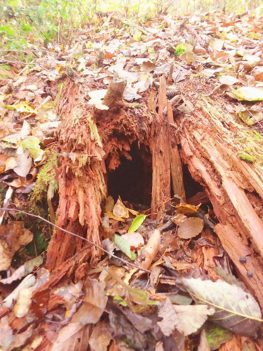 I did find a portal, or someone's home in a burrow.

#Nature