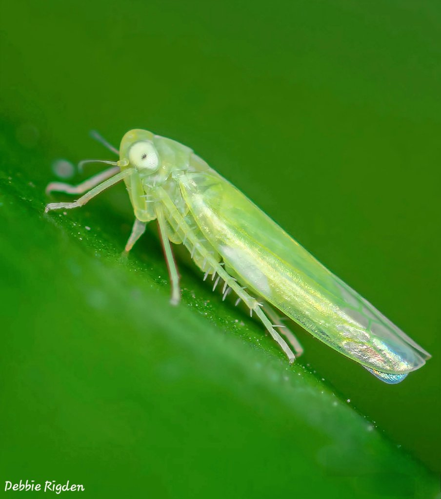 RigdenDebbie's tweet image. Empoasca vitis
Family: Cicadellidae.
A very common species that is usually found on deciduous trees in summer and evergreens in winter, on which it hibernates. Seen in my garden, around 3-4mm 🌿🌾
#leafhopper #planthopper  #cicadellidae #Hopper #insects #Entomology  #macro