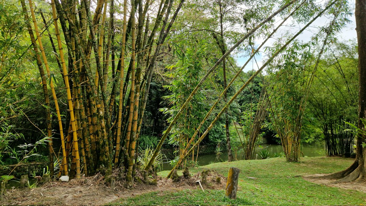 StefanB21m's tweet photo. Kuala Lumpur, Malaysia 🇲🇾 Perdana Botanical Garden

#malaysia #kualalumpur #botanic #river #palms #holiday #flowers #malay #traveltheworld #travelphotography #travel  #holidays #asia #asian #asiancountry #beautiful #beautifuldestinations #garden #park #riverside #southeastasia https://t.co/cSitoWM1aK