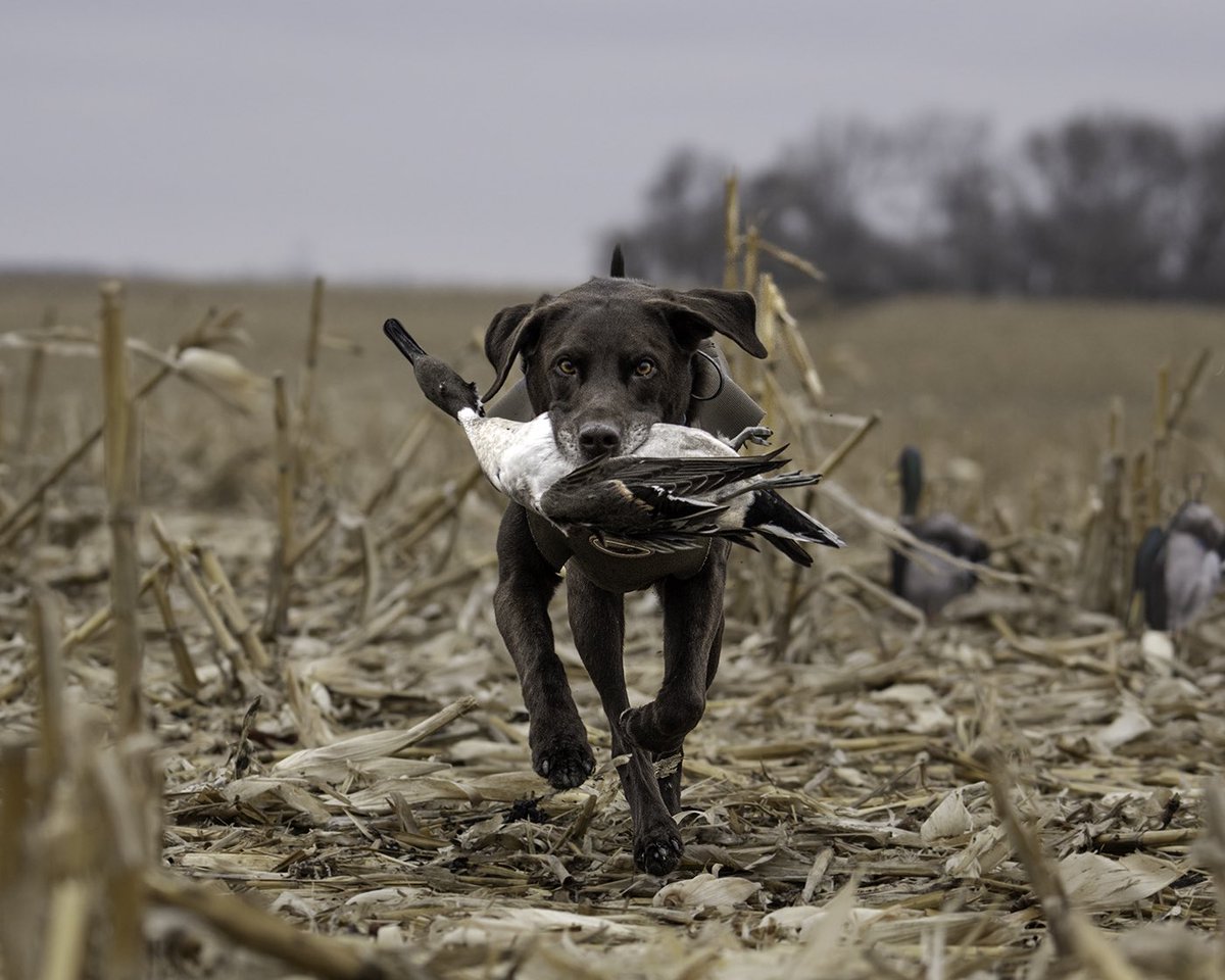 AFWaterfowl's tweet photo. There’s not a better feeling than seeing a retriever work!
📸: @matthewryancreative
#rain #retriever #retrievers #labrador #labsofinstagram #afwlifestyle #afwoutdoors #afwaterfowl #americanflywaywaterfowl https://t.co/h418Uf9wXf