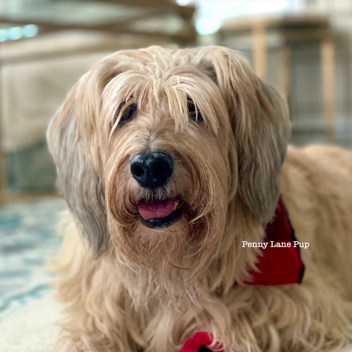 𝗣𝗲𝗻𝗻𝘆 𝗟𝗮𝗻𝗲- Lawn Potato TM tweet media