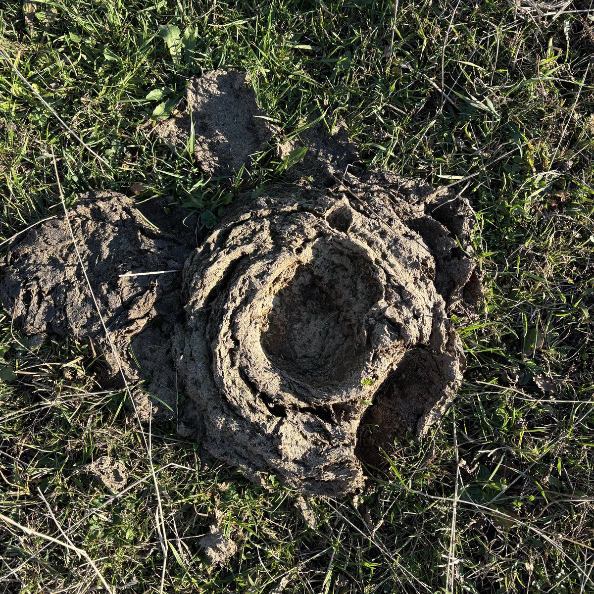 A drone photo of the newly discovered volcano, Shititake. 
Named after a mushroom. 
I think…

#humor #cows