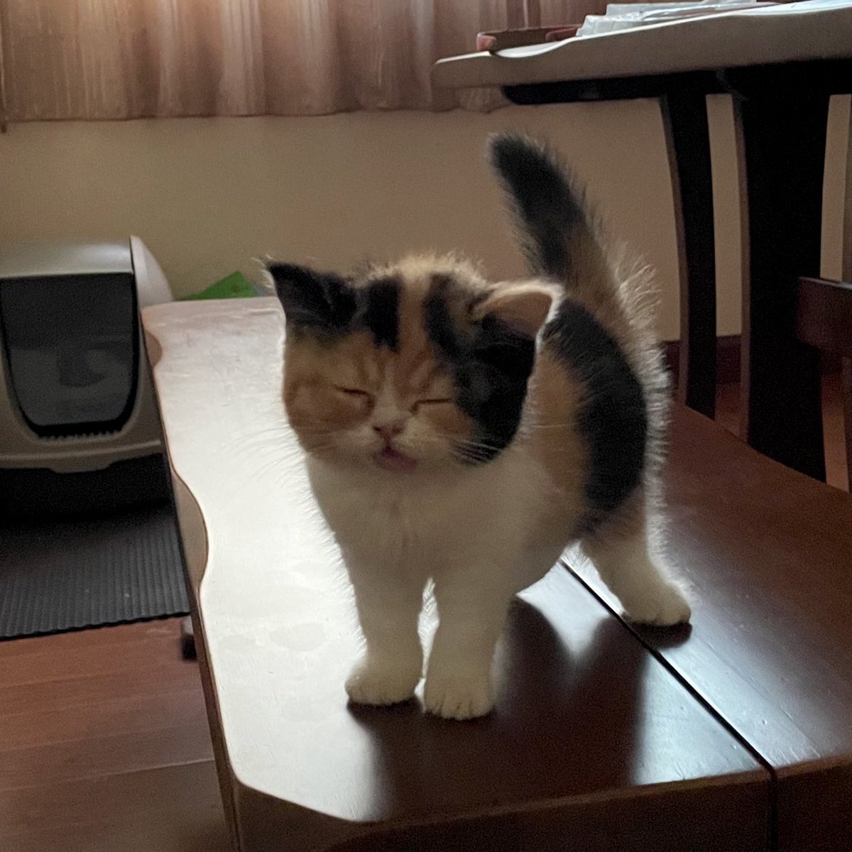 หนิ เห็นมาตั้งแต่ day1 ที่บ๊วยเร้กมาอยุ่กับแม่แม่จน 4 ขวบ ขอบคุณที่มีบ๊วยอยู่ในอินเตอร์เน็ต รักอ้วนนะ