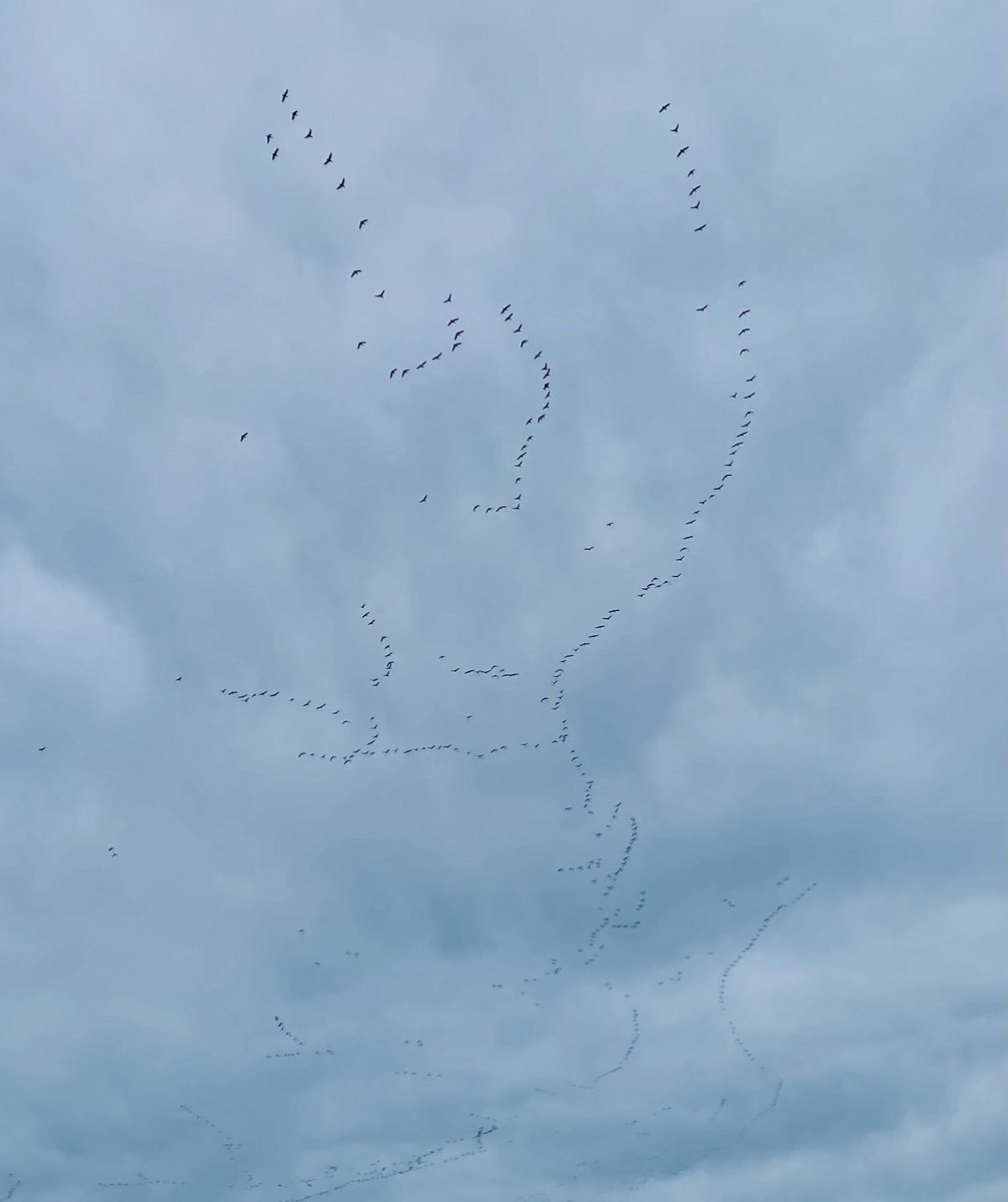 stephensunderla's tweet photo. ‘Avian Morse’ https://t.co/xGyzEvFqGP