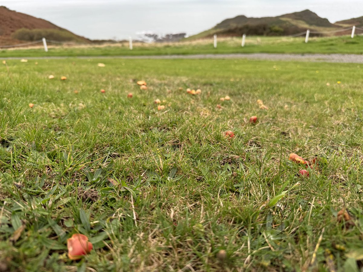 Prof Alice Roberts💙 tweet media