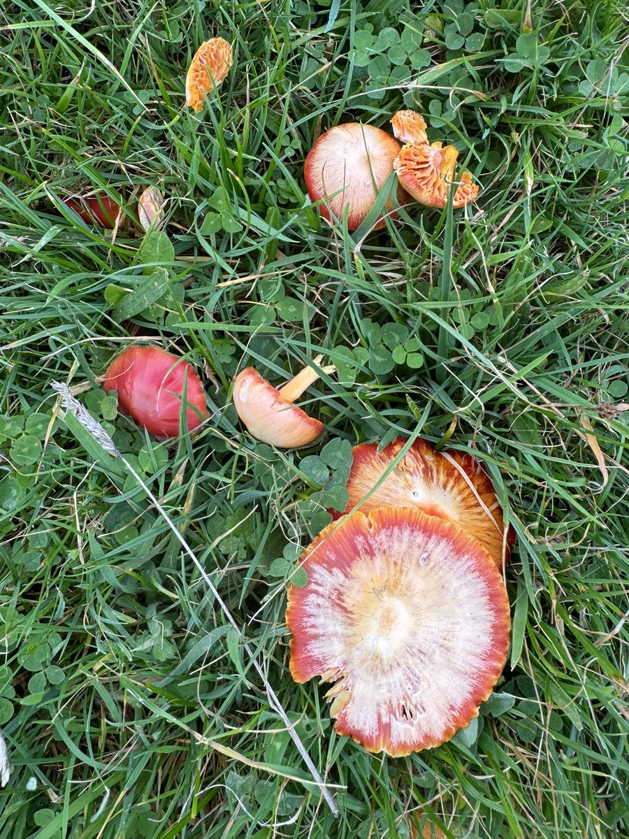 Prof Alice Roberts💙 tweet media