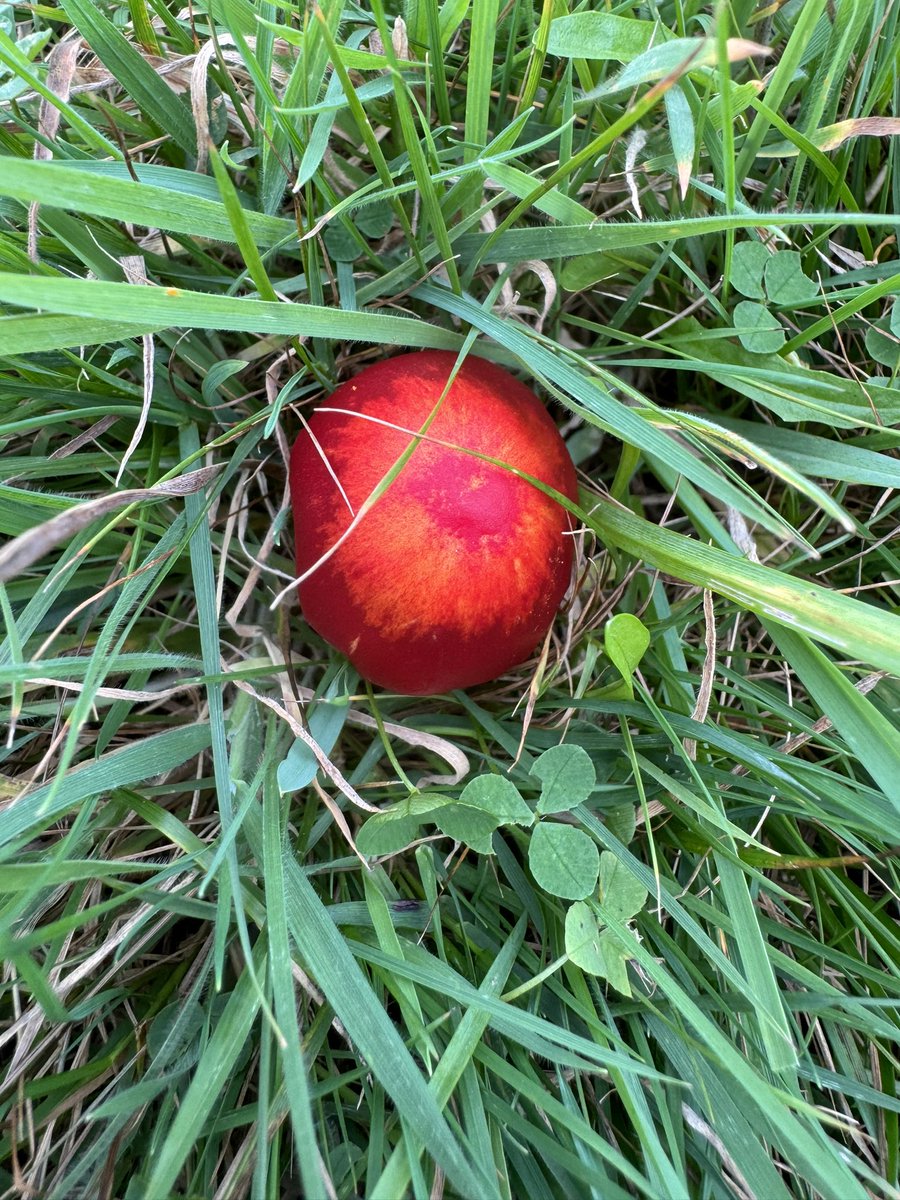 Prof Alice Roberts💙 tweet media