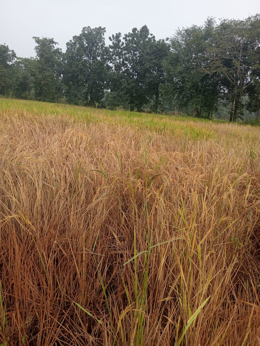 padmanabhanaik7's tweet image. #କଳାହାଣ୍ଡି ଜିଲ୍ଲାର #ମ.ରାମପୁର ବ୍ଲକ #ଗୋଛାଡେଙ୍ଗେନ୍ ଗ୍ରାମ ପଞ୍ଚାୟତ #ଧୂମଭଟାର #ଦୂତସା #୧ଏକର_ଜମି #ଧାନ_କୀଟ ଲାଗି #ନଷ୍ଟ ହେଇଗଲା #ଚିନ୍ତାରେ_ଚାଷୀ @CMO_Odisha @KVSinghDeo1 @SecyChief @DmKalahandi @PMOIndia @BJP4Odisha look into the matter and take needful action