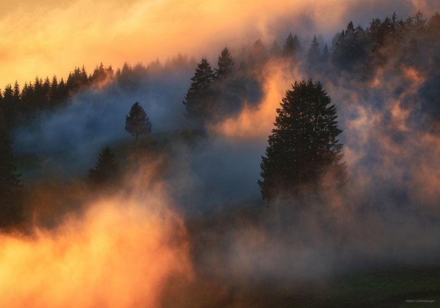 CodaJustinian's tweet photo. Black Forest https://t.co/5SJpfer65O