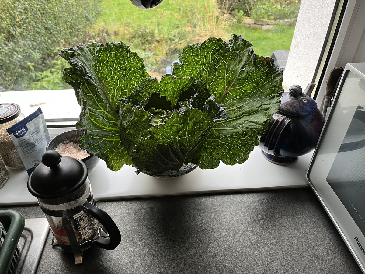I have made the amazing discovery (hitherto unknown to man) that if you slice the bottom 1/4 inch off a wilted cabbage to refresh the stump and leave it in a dish of water for a few hours, it will restore a glory to behold; and with a rinse, delicious eating outer leaves as well.