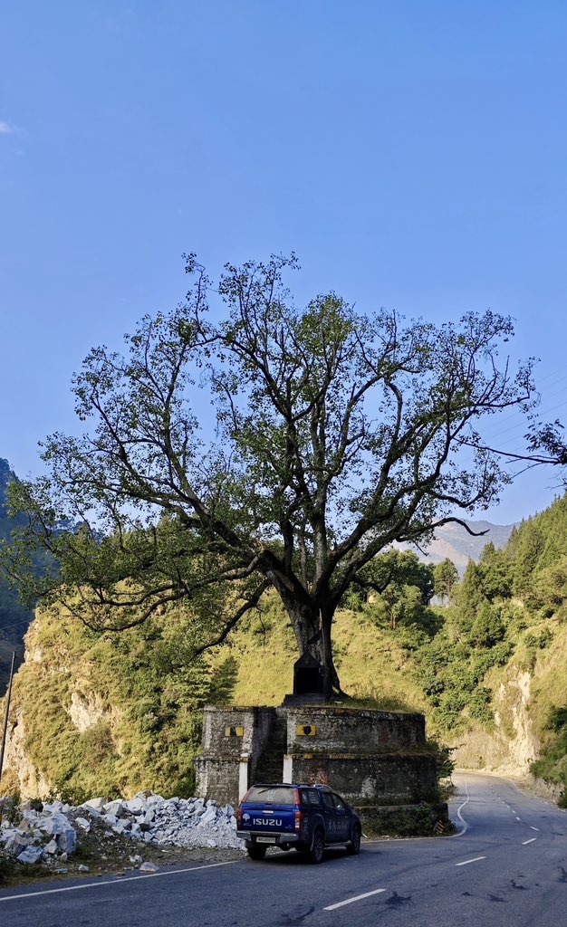 vata_foundation's tweet image. The one that survived “development” onslaught..

A majestic Peepal in the middle of the road.. Loc Gulabkoti Uttarkhand.. 

#TheBigTreeQuest 
#SaveFullyGrownTrees