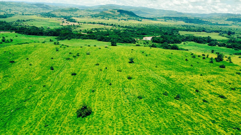 abdimnur62's tweet photo. Rice Production of Didessa Cluster in Jimma zone Gomma Woreda is at avery good condition. It shows that  If we use our vast natural resources and work hard, we can achieve great results. https://t.co/1EOTxOUROl