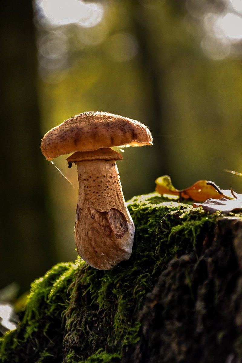 Het was weer prachtig in de bos 🍄‍🟫🍂