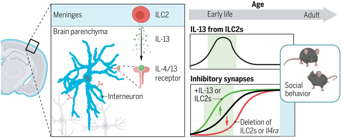 Seth Thomas Scanlon (@immunoeditor) on Twitter photo This week in <a href="/ScienceMagazine/">Science Magazine</a>: <a href="/jerika_barron/">Jerika Barron</a>, <a href="/Molofsky_lab/">Ari Molofsky</a>, <a href="/AnnaMolofskyLab/">Anna Molofsky</a>, & colleagues report that #ILC2 promote #postnatal #synapse formation in the #brains of #mice. An absence of ILC2 leads to impaired #social #behavior in adult mice!
bit.ly/Sci_adi1025 This week in <a href="/ScienceMagazine/">Science Magazine</a>: <a href="/jerika_barron/">Jerika Barron</a>, <a href="/Molofsky_lab/">Ari Molofsky</a>, <a href="/AnnaMolofskyLab/">Anna Molofsky</a>, & colleagues report that #ILC2 promote #postnatal #synapse formation in the #brains of #mice. An absence of ILC2 leads to impaired #social #behavior in adult mice!
bit.ly/Sci_adi1025