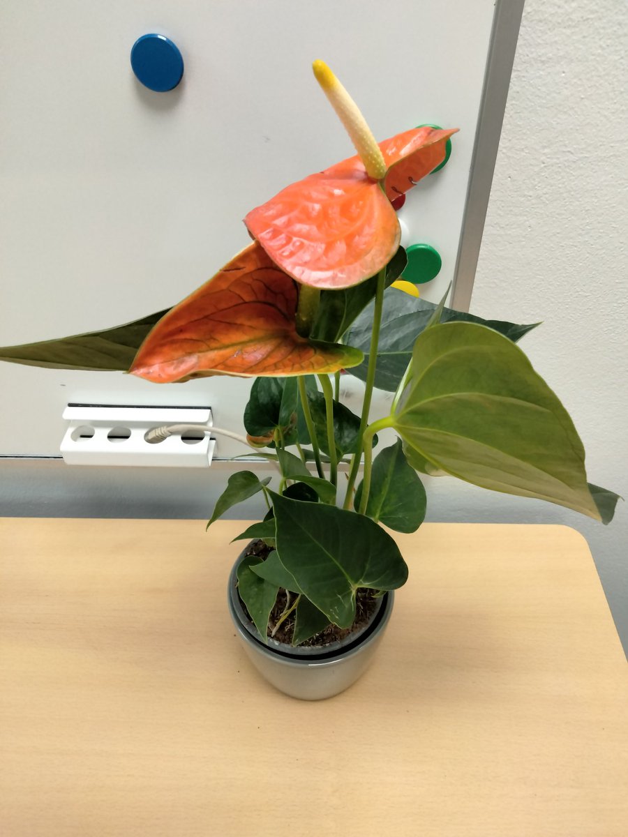 Friday, I had my first day as a postdoc <a href="/DepEnvs/">Dep. of Environmental Science, Aarhus university</a>
Busy day meeting a lot of people and a lovely welcome with breakfast and a flower on my desk. Looking forward to getting into the science here!