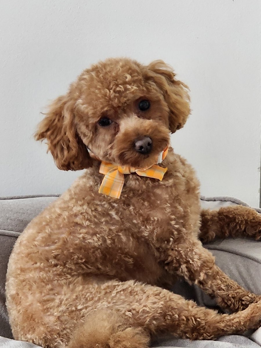 iki the Opera Singer!🎭🎤🎶🎼🎵#24,428🇷🇸🇧🇦🐐🐊 tweet media