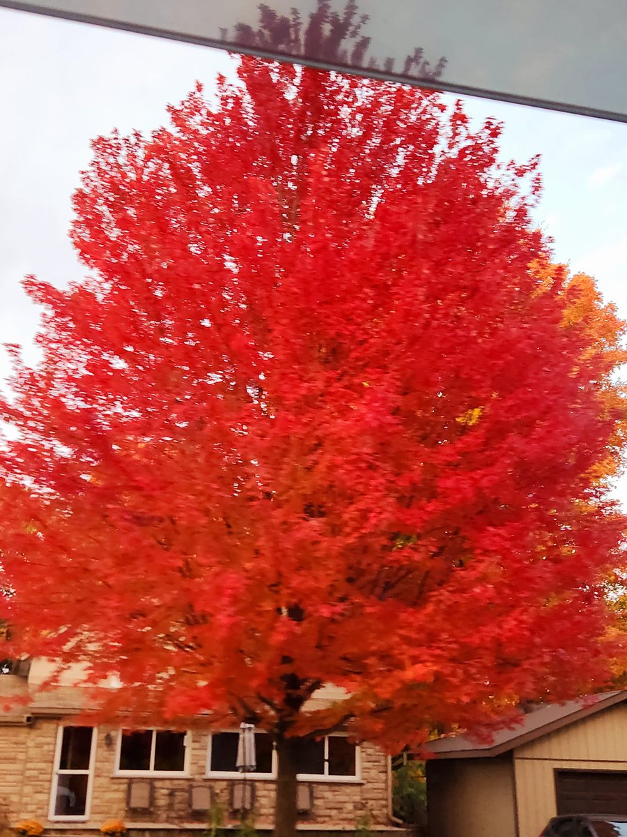 AgilitywAmanda's tweet photo. #fallinontario is beautiful ☺️🍁🍂
#canadianfallcolours #autumncolours https://t.co/Vfy6suCTzS