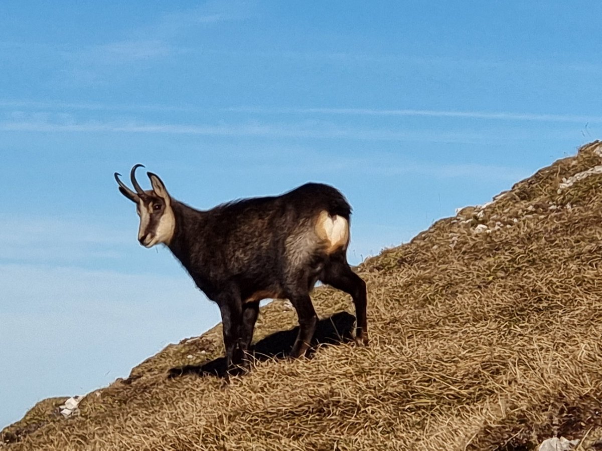 la_ontel's tweet photo. Bei Niederriß über Jagdhütte Steilegg gegenüber vom Johannestal (neben den Falken) zur Fleischbank. Kurz unterm Gipfel eine ganz entspannte Gams (10x Zoom). https://t.co/NPR3nkgooU