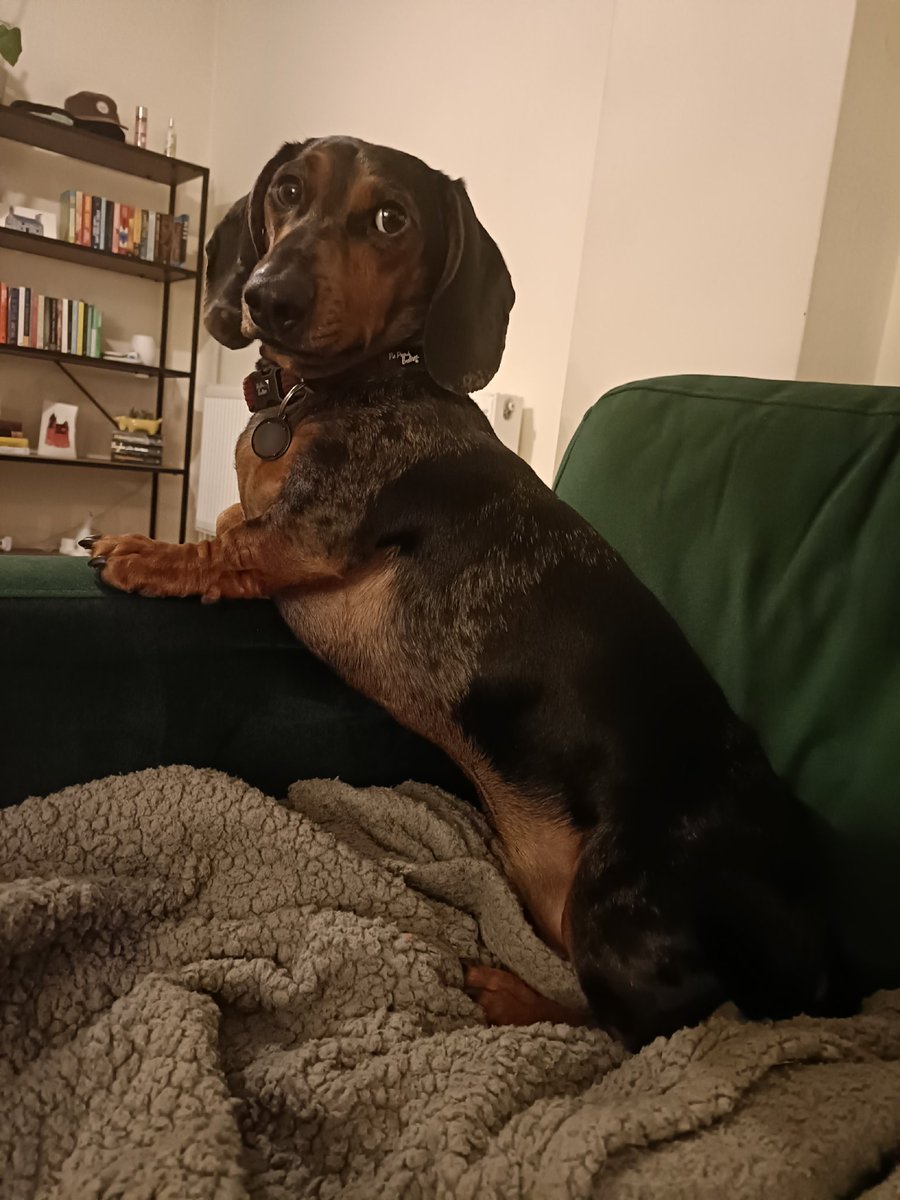 _bearByte's tweet image. Long