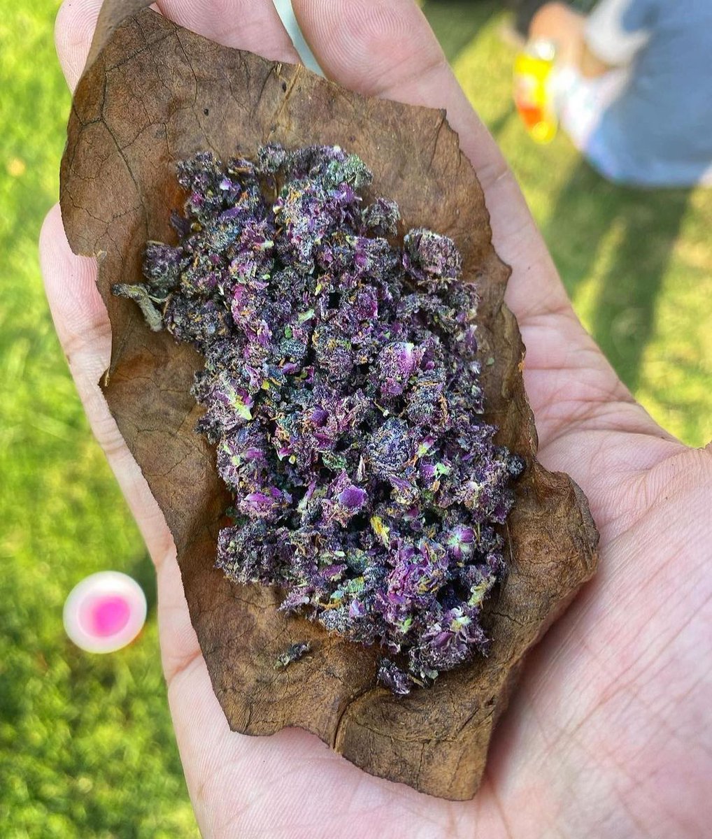 Name this strain.