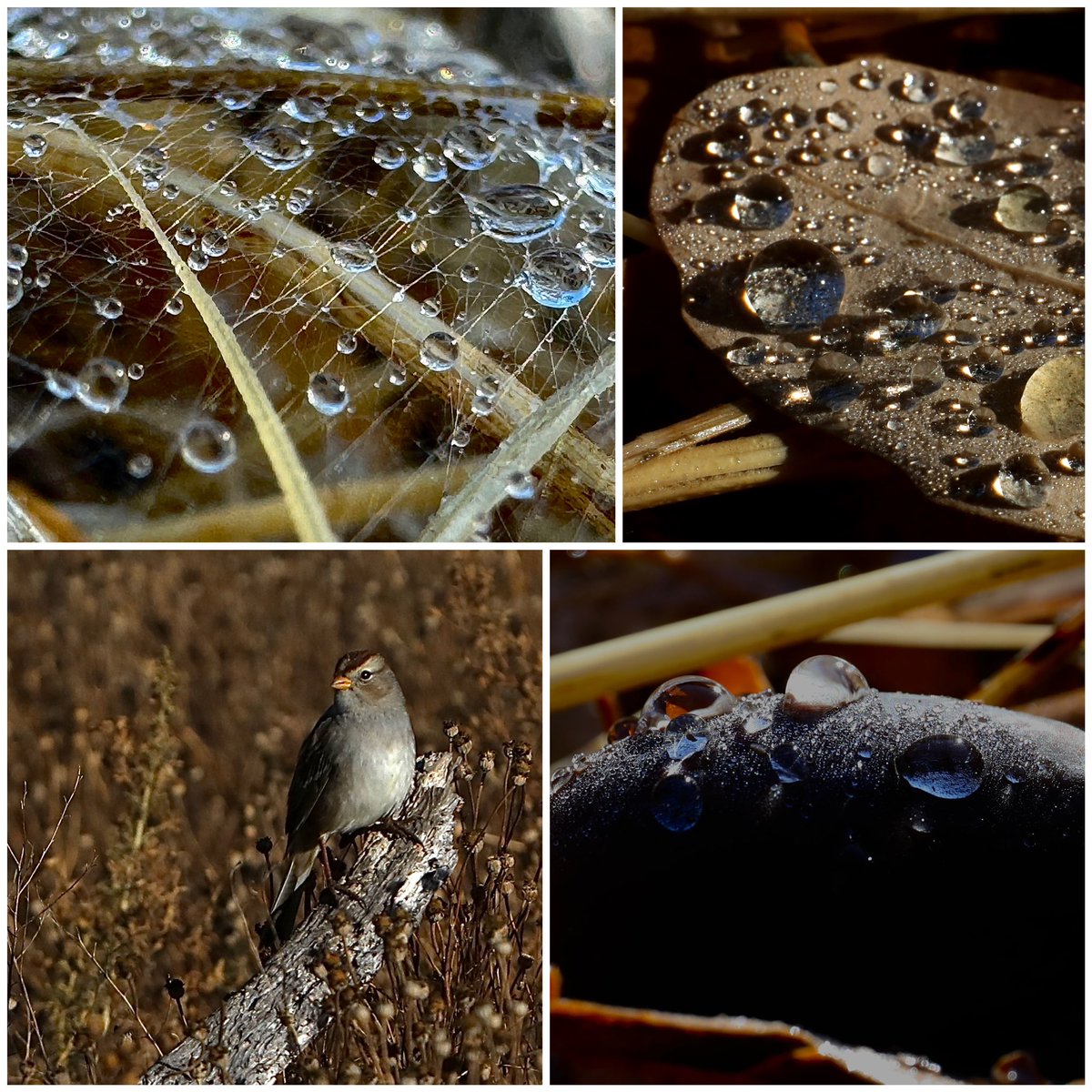 newsfroggie's tweet photo. After the rain cleared from yesterday, all that remains is droplets on spider webs, leaves and fallen acorns in the Walnut Creek Open Space at Shell Ridge. A White-crowned Sparrow watches over a field of tall grass, selecting its next stalk to harvest for seeds. https://t.co/xpja8hNKTo