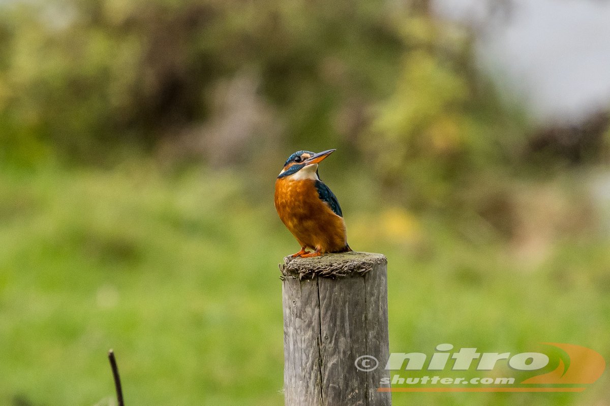 IvanS (@nitroshutter) on Twitter photo black tailed godwit, long billed dowitcher, incoming golden plovers <a href="/waderquest/">Wader Quest</a> #WCWW24 marsh harrier and female kingfisher from today @ Cley <a href="/NorfolkWT/">Norfolk Wildlife Trust</a> #BirdsSeenIn2024 <a href="/Natures_Voice/">RSPB</a> black tailed godwit, long billed dowitcher, incoming golden plovers <a href="/waderquest/">Wader Quest</a> #WCWW24 marsh harrier and female kingfisher from today @ Cley <a href="/NorfolkWT/">Norfolk Wildlife Trust</a> #BirdsSeenIn2024 <a href="/Natures_Voice/">RSPB</a>