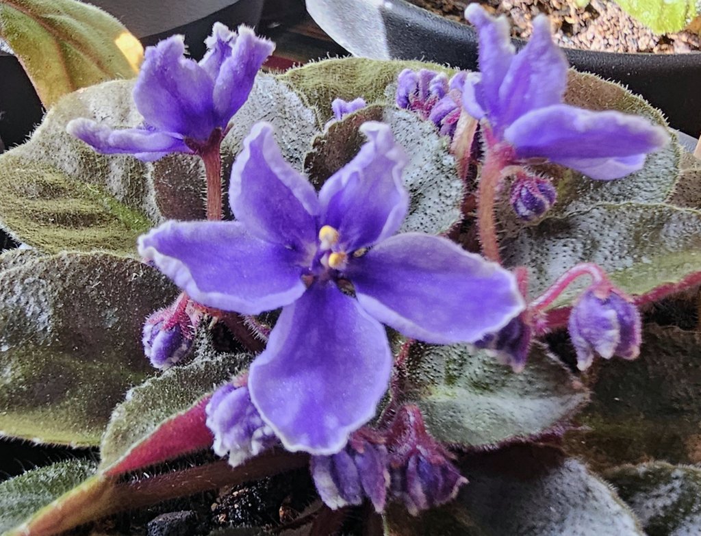 🌱Settled in after summertime arrival, Streptocarpus (Saintpaulia - African Violet) 'Rob's Jitterbug' is finally opening flowers. Initially single, doubleness increases as bloom cycle progresses. Was excited to acquire more of Dr. Ralph "Rob" Robinson's  creations! Gesneriaceae