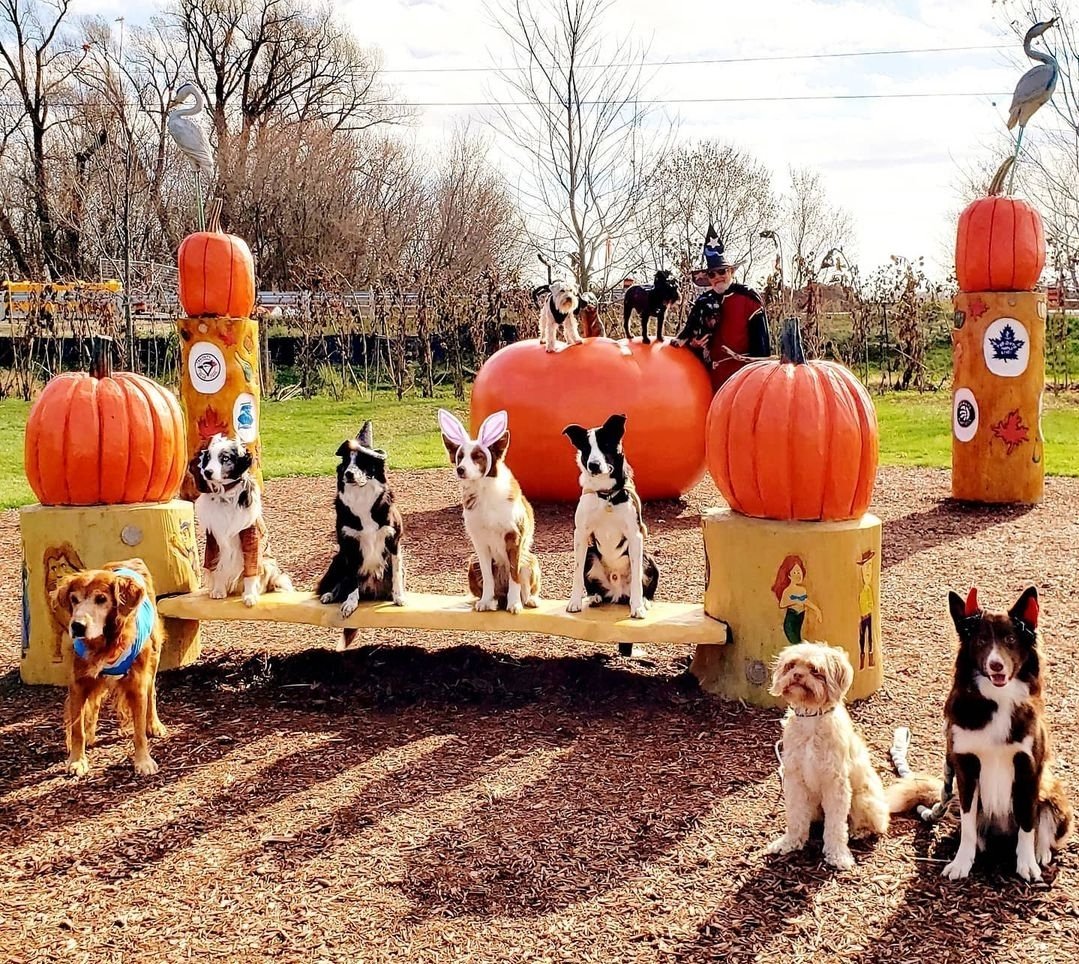 AgilitywAmanda's tweet photo. Happy Halloween!!! ๐๐ป๐งโโ๏ธ๐คก
I thought I would share some fun memories of past Halloweens with my dogs ๐ I've been blessed with so many amazing memories, experiences, and people ๐ฅฐ
#halloweendogs #halloweendogcostume #halloweendogphotos #lifewithdogs https://t.co/Zb0W53qN4S