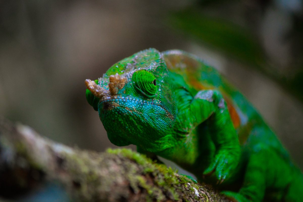 Great time in Madagascar! So many amazing hikes, wildlife, beaches, tasty cocktails and delicious seafood #wildlifephotography #animalphotography #roamtheplanet #stayandwander #neverstopexploring