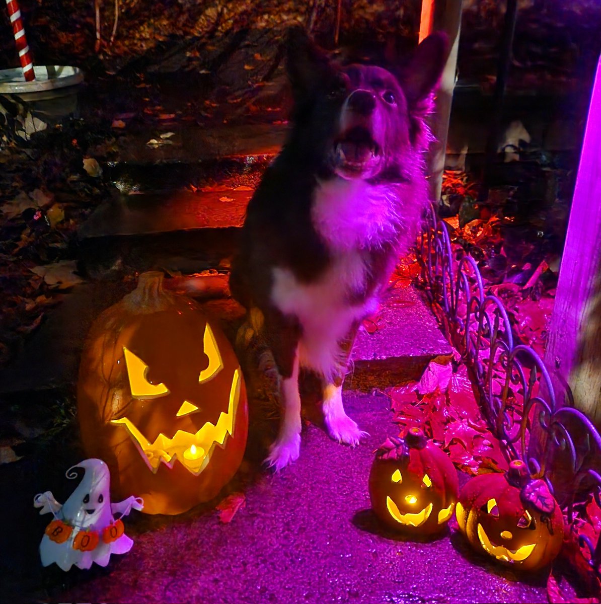 AgilitywAmanda's tweet photo. Tried to take some Halloween photos with the dogs ๐๐ป๐
#halloweendogs #halloweendog #doghalloween #doghalloweenphoto #halloween2024 #lifewithdogs https://t.co/YKObtmW332