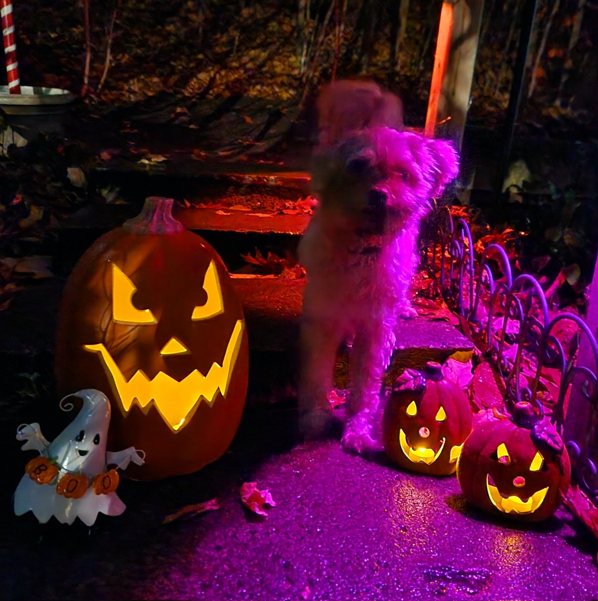 AgilitywAmanda's tweet photo. Tried to take some Halloween photos with the dogs ๐๐ป๐
#halloweendogs #halloweendog #doghalloween #doghalloweenphoto #halloween2024 #lifewithdogs https://t.co/YKObtmW332