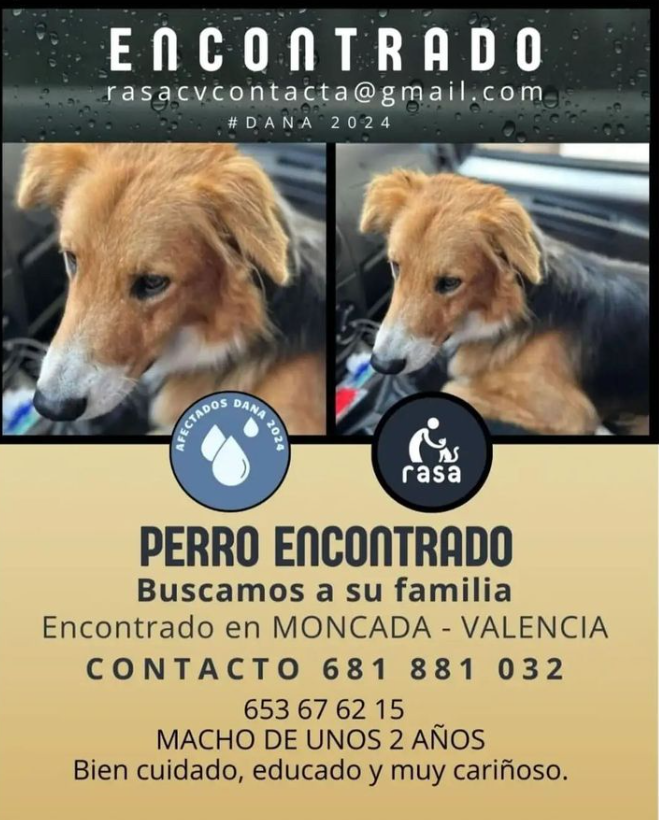 #DANA #ANIMALESENCONTRADOS  #ANIMALESDESAPARECIDOS #Valencia
Por favor, se busca a la familia de este perrito encontrado perdido en MONCADA-VALENCIA