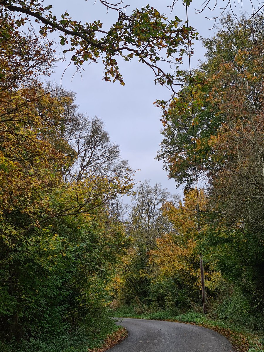 pjrookes's tweet photo. Just completed 42nd of 44 Millenium Way Circular Walks. 7 miles from Stoulton in Worcs. Congrats to Worcs Ramblers for installing very substantial wooden footbridge. Beautiful Autumn colours &amp; lots of mistletoe waiting for Xmas kiss. Frogs &amp; woodcocks in hiding today. https://t.co/pWFq9nwQmn