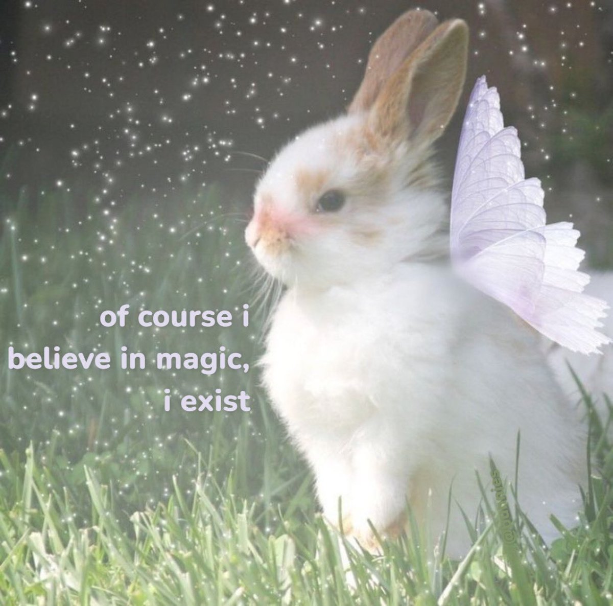 Bunnies's tweet photo. https://t.co/RmHNrPR7YN