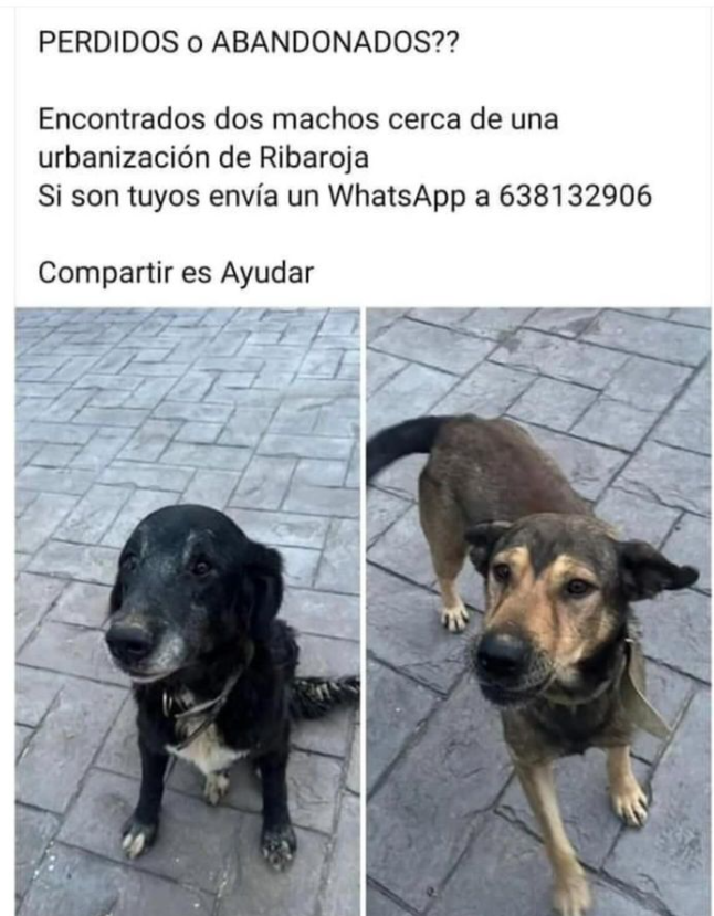 Nuriavg6's tweet photo. #DANA #Valencia #ANIMALESPERDIDOS  

Dos perritos encontrados cerca de urbanización de Ribaroja , se busca a su familia, contacto por WhatsApp 6398132906 https://t.co/fdcG1QtZJ4