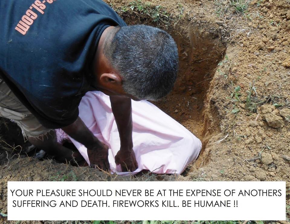 🎆 #fireworks frighten animals 🎆

We lost dear Spot last year, she died from a heart attack from fireworks. 

We loved her so much 💔 

Tonight &amp; for the next few days, animals &amp; wildlife will be terrorised. 

Many animals will run in fear, many will die in fear 💔

Please keep