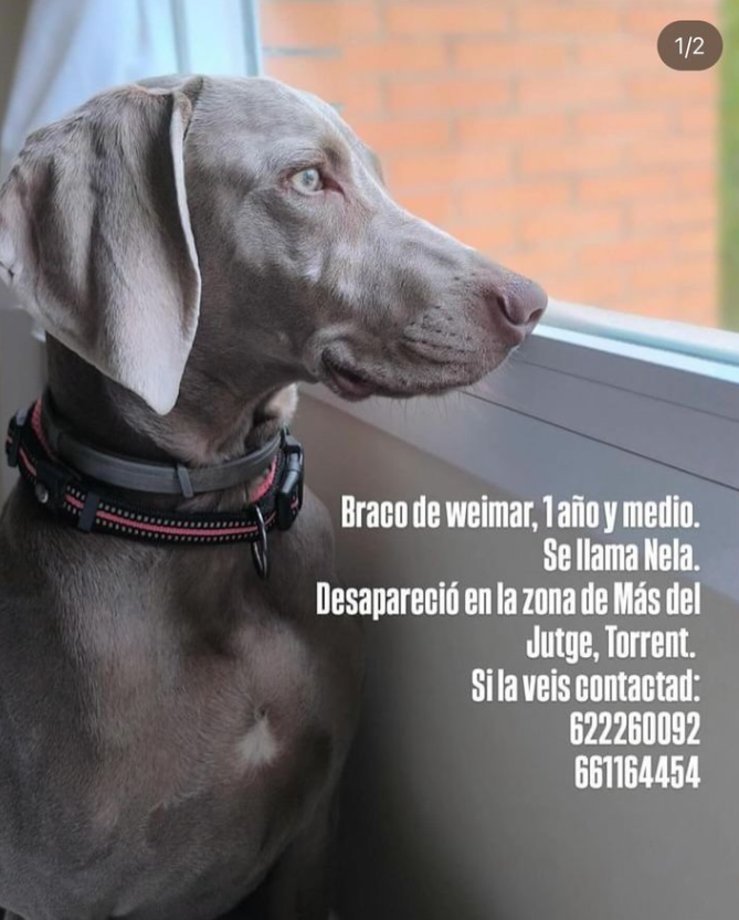 Nuriavg6's tweet photo. #DANA #AnimalesPerdidos #Valencia #Nela

Perrita de la raza Braco de Weimar, 1 año y medio, se llama Nela, desapareció en la zona de Más del Jutge, Torrent. Por favor si la veis  contactad con estos teléfonos:  622260092    
                      661164454 https://t.co/W2ZViWr93p