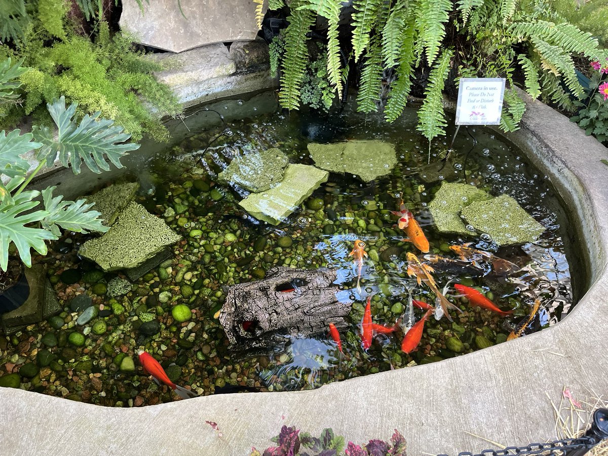Elmhurst Fun (@elmhurstfun) on Twitter photo Little gems of color at Wilder Park Conservatory defying November #elmhurst <a href="/elmparkdistrict/">ElmhurstParkDistrict</a> Little gems of color at Wilder Park Conservatory defying November #elmhurst <a href="/elmparkdistrict/">ElmhurstParkDistrict</a>