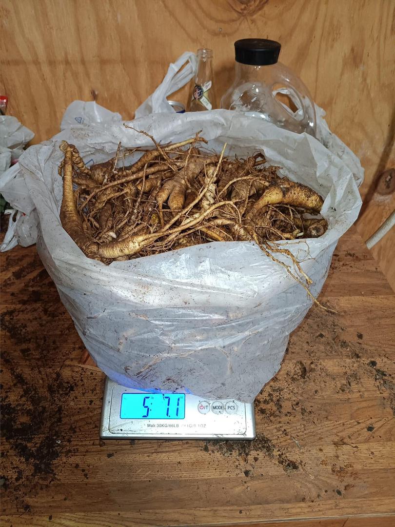 Robert838156's tweet photo. Importance of ginseng to health

#bloodsugarregution
#immunesystem
#increaseenergy
#Reduceinflammation
#Increaseslibido
#Preventingcancer
#Electiledysfunction... https://t.co/ws4GIjCWrB