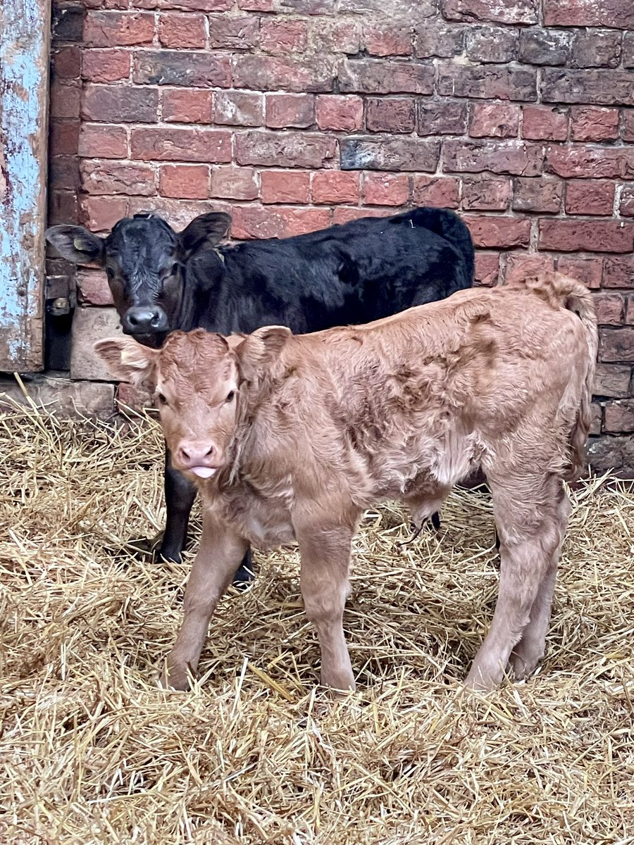 We love this time of year, plenty of cute new additions to the farm. 

All doing well thankfully. #newlife, #farmlife 

🥰