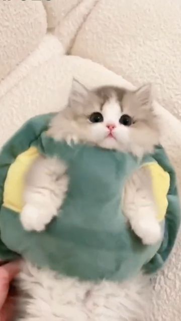 Moi : Omg 🤯 un tournoi sans sacboy 🎒 ça tombe bien 👍 j'en avais marre d'affronter bowser 🐢🔥 ça devenait fatiguant 🛌😴

La vénérable Croc Jaune du clan du tonnerre :